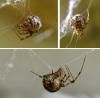 Parasteatoda tepidariorum